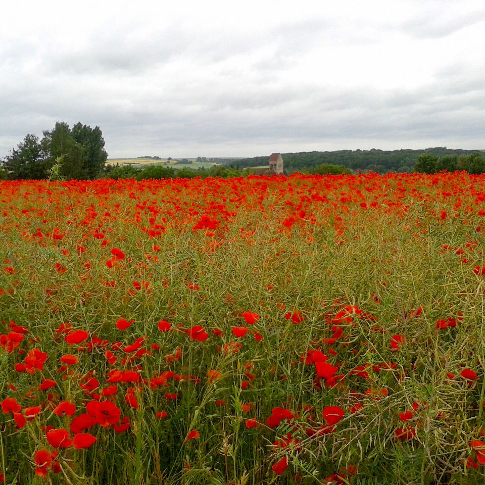 coquelicots - église <small>© Commune de Veuilly-la-Poterie</small> coquelicots - église <small>© Commune de Veuilly-la-Poterie</small>